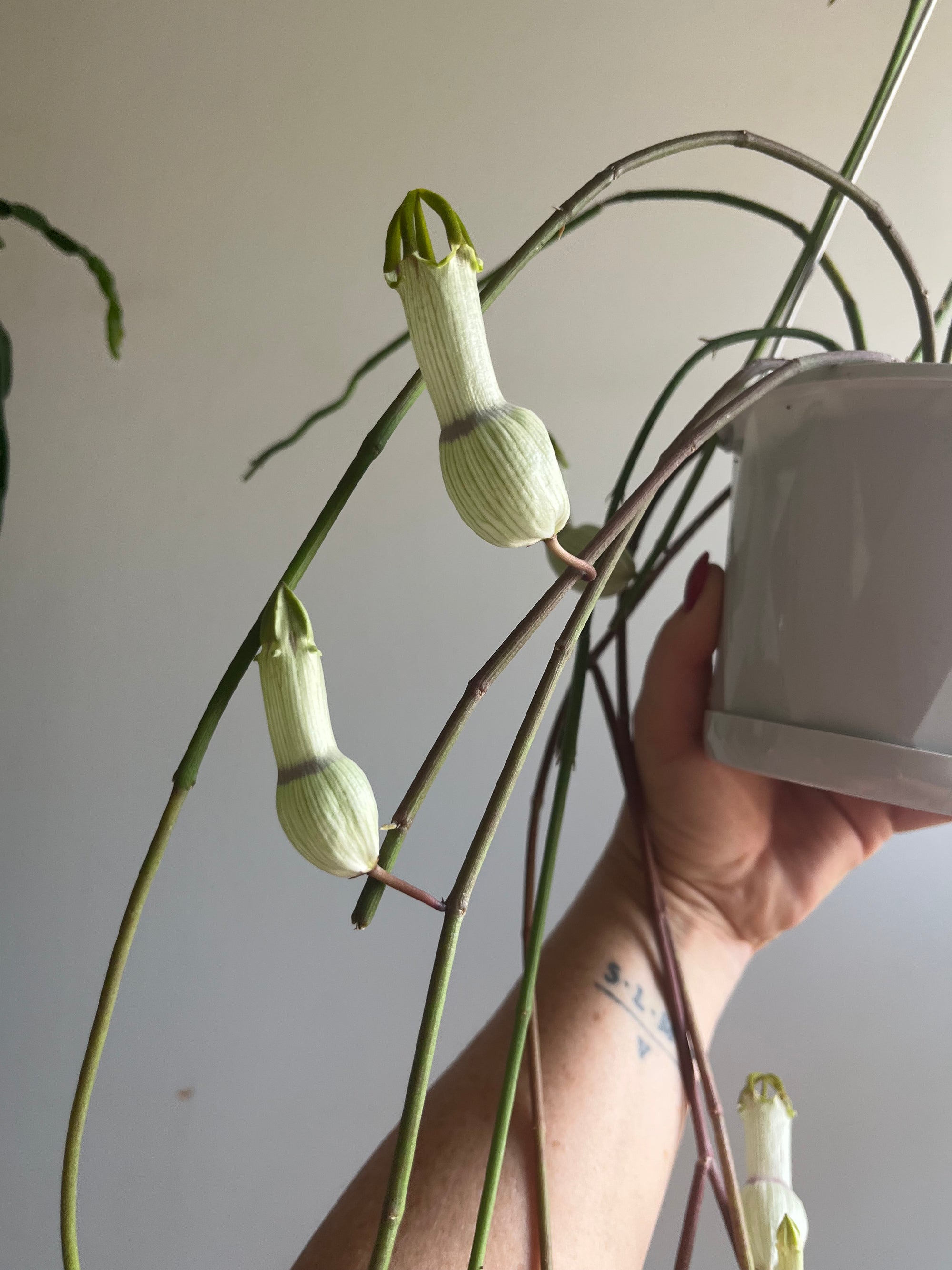 Ceropegia ampliata