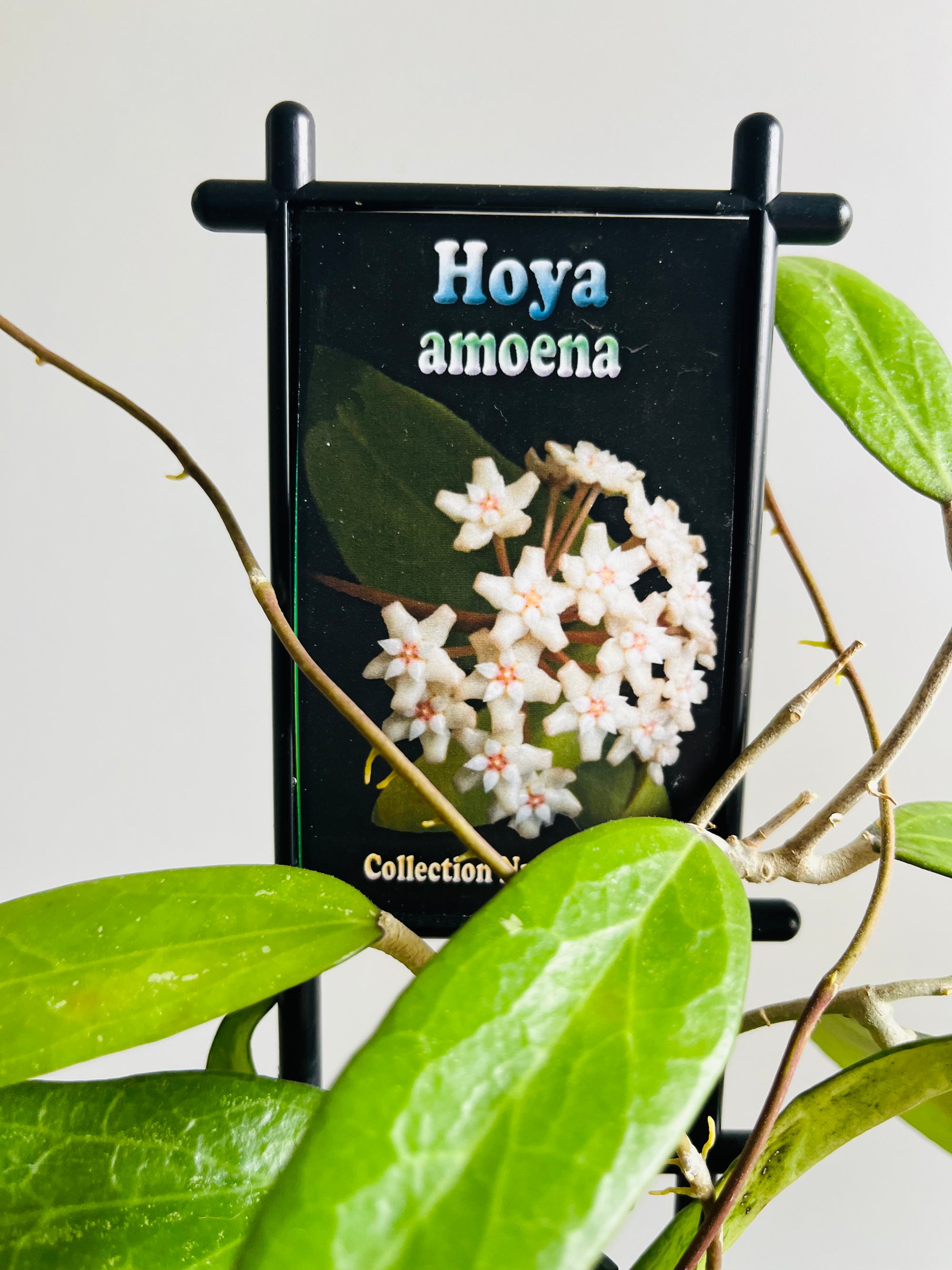 Hoya - Amoena - Collection No. 207