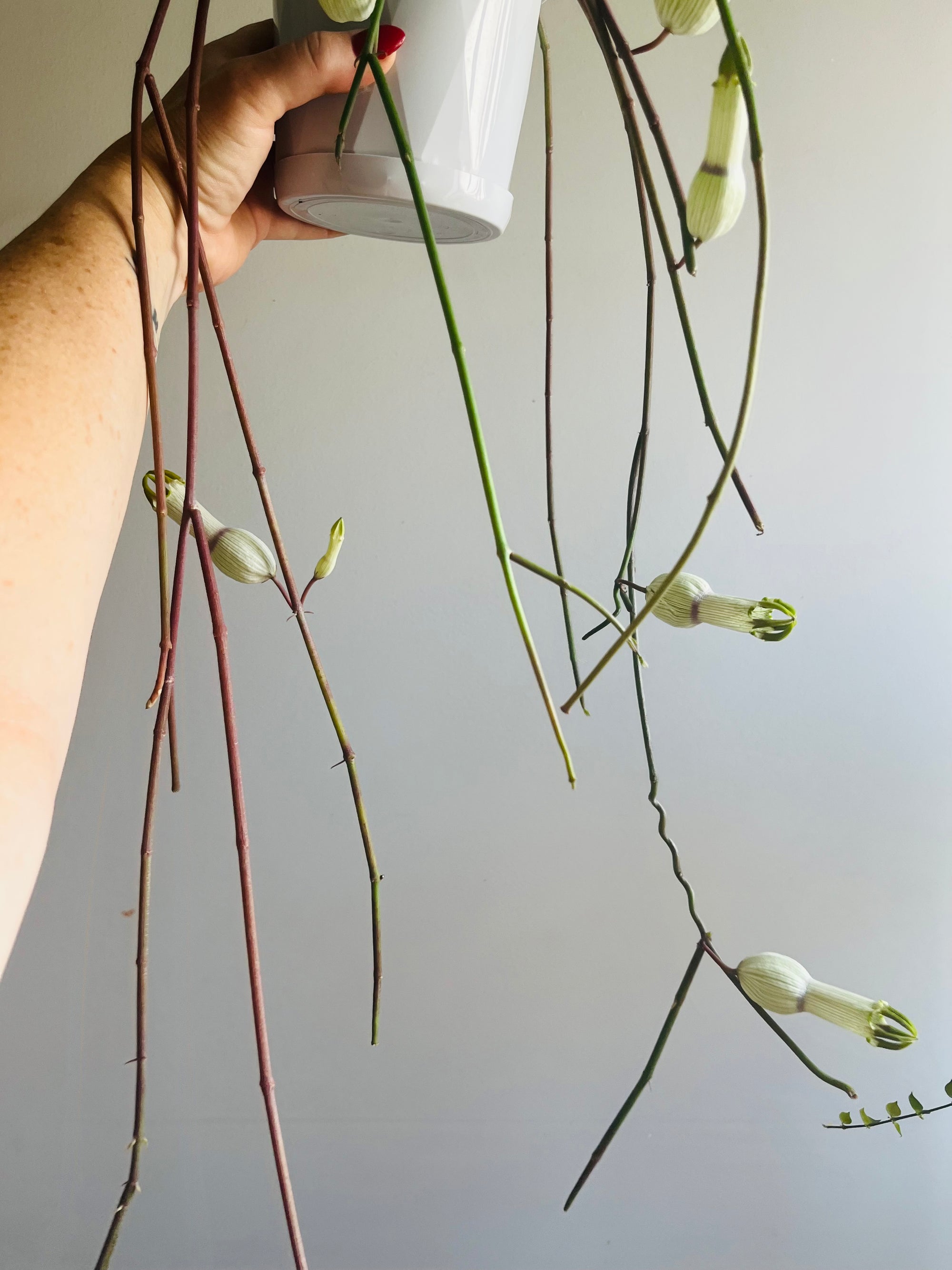 Ceropegia ampliata