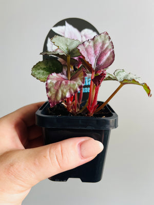 Begonia rex - Maori Haze