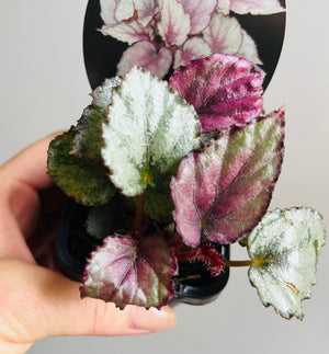 Begonia rex - Maori Haze