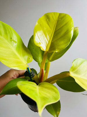 Philodendron 'Melinonii’ Gold