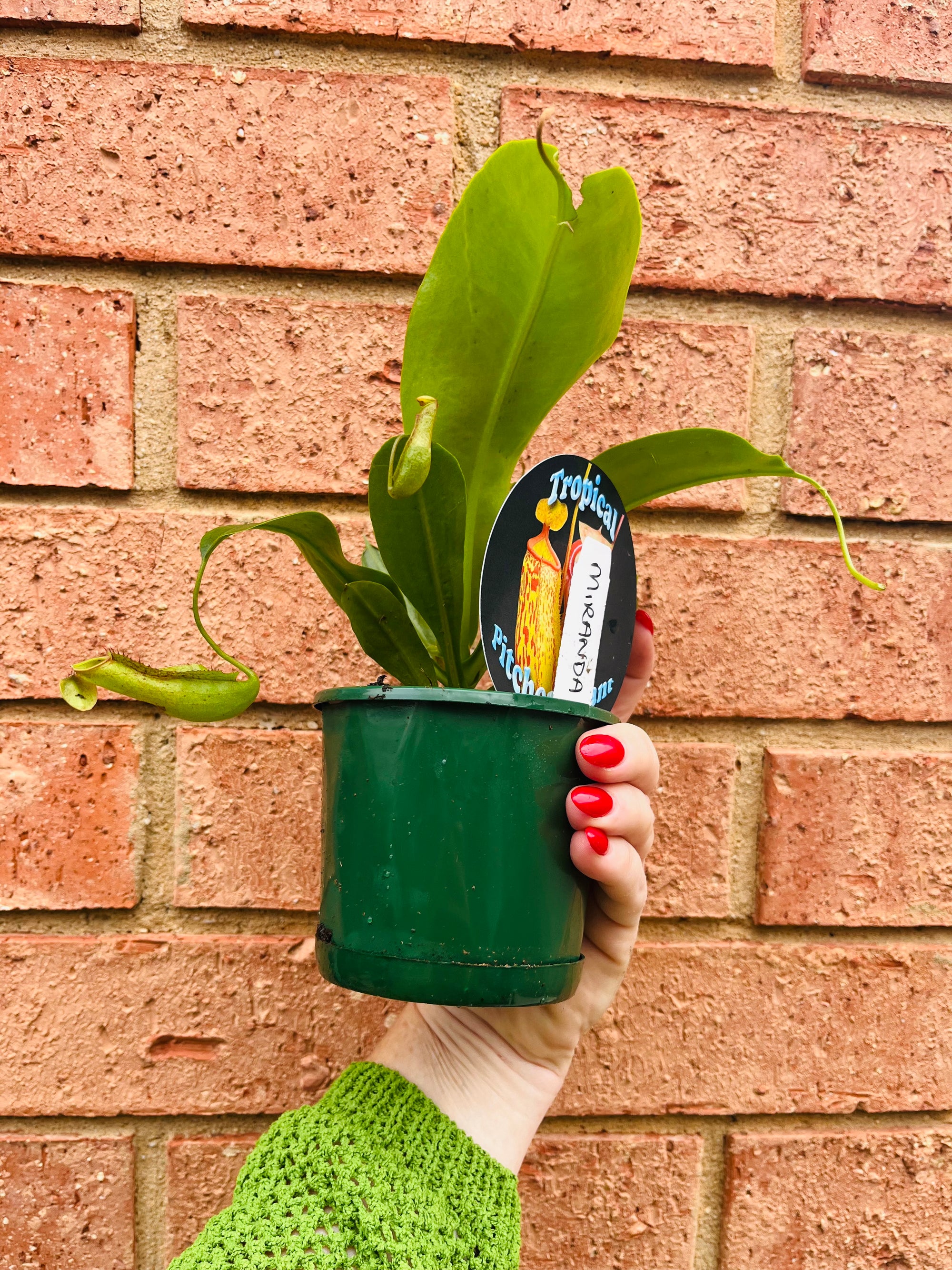 Nepenthes 'Miranda' - Pitcher Plant *Some minor foliage damage