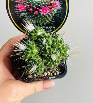 Mammillaria Pico (spinosissima cultivar)