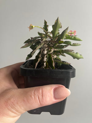 Euphorbia millii x decaryi ‘Natwong’