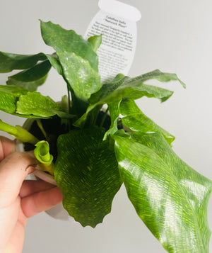 Calathea bella 'Network'