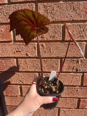 Begonia 'Impromptu' - sizemoreae hybrid