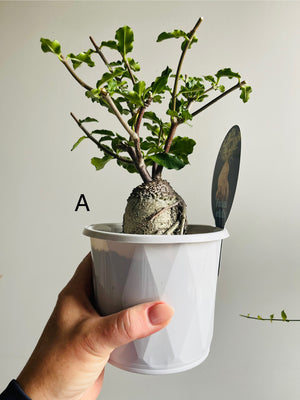 Fockea edulis - The Fat Plant aka Hottentot Bread