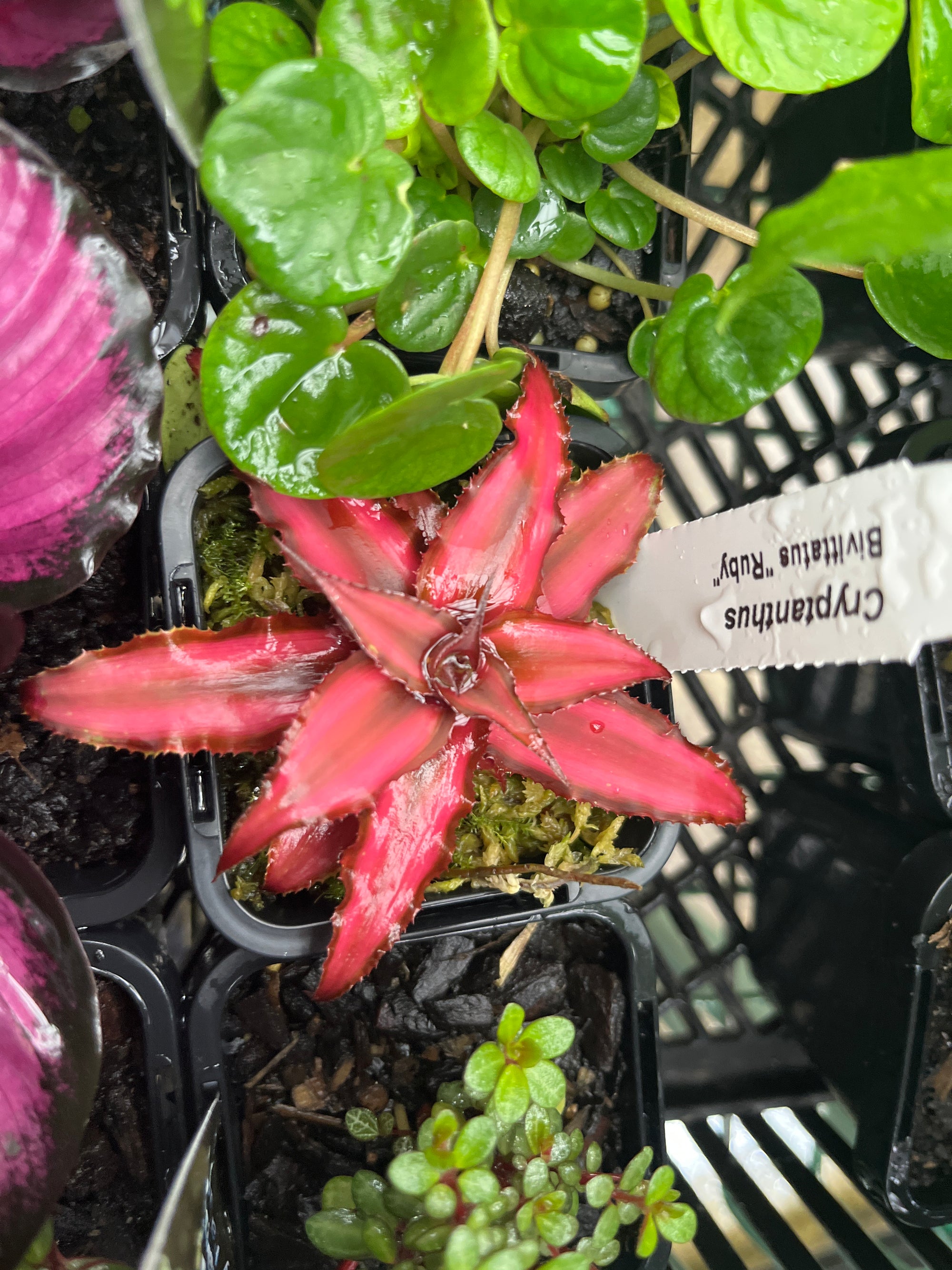 Bromeliad Cryptantha Bivittatus 'Ruby'