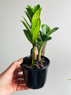 Zamioculcas Zamiifolia - Zanzibar Zenzii