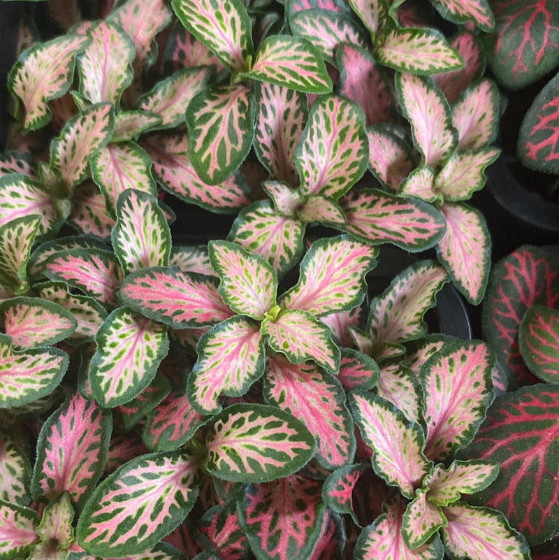 Fittonia - Pink Forest Flame - My Jungle Shack