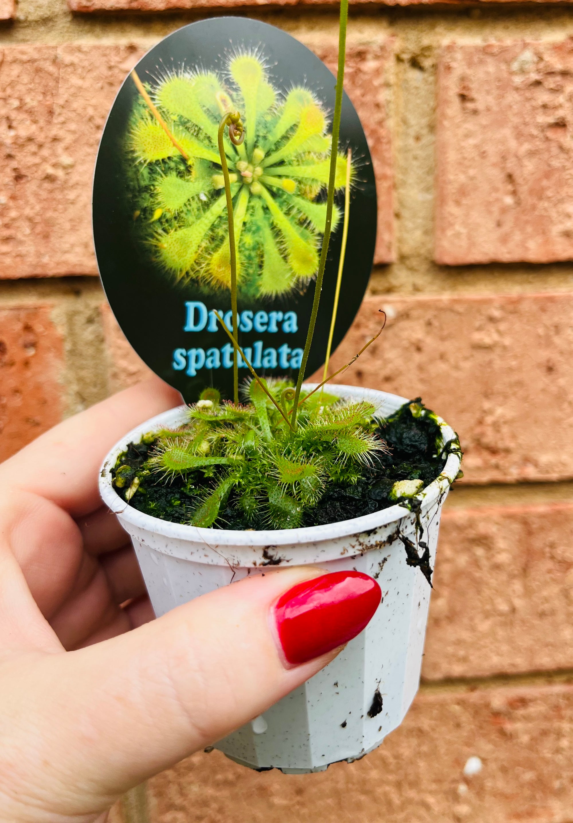 Drosera spatulata