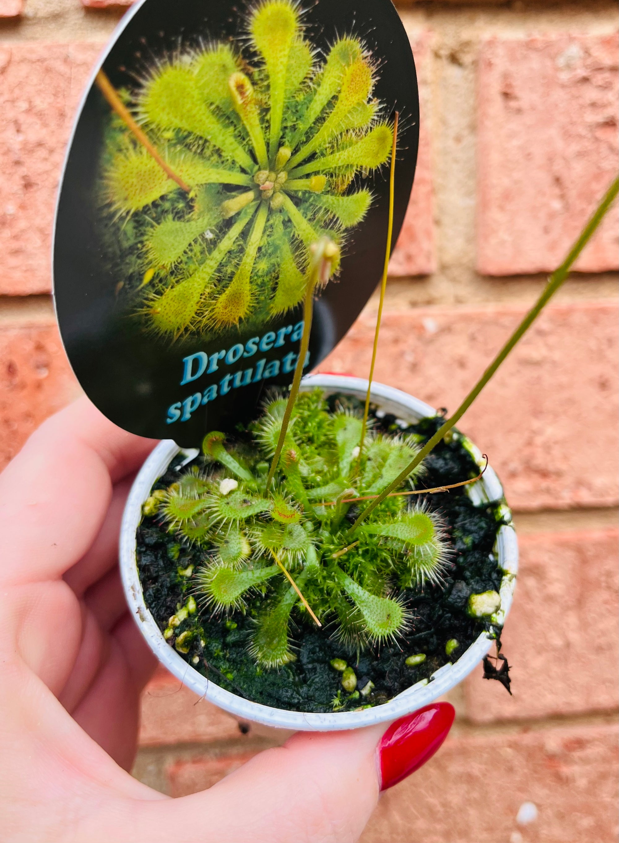 Drosera spatulata