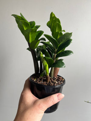 Zamioculcas Zamiifolia - Zanzibar Zenzii