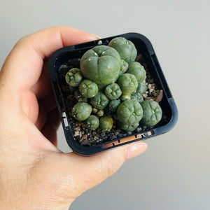 Lophophora williamsii v. caespitose