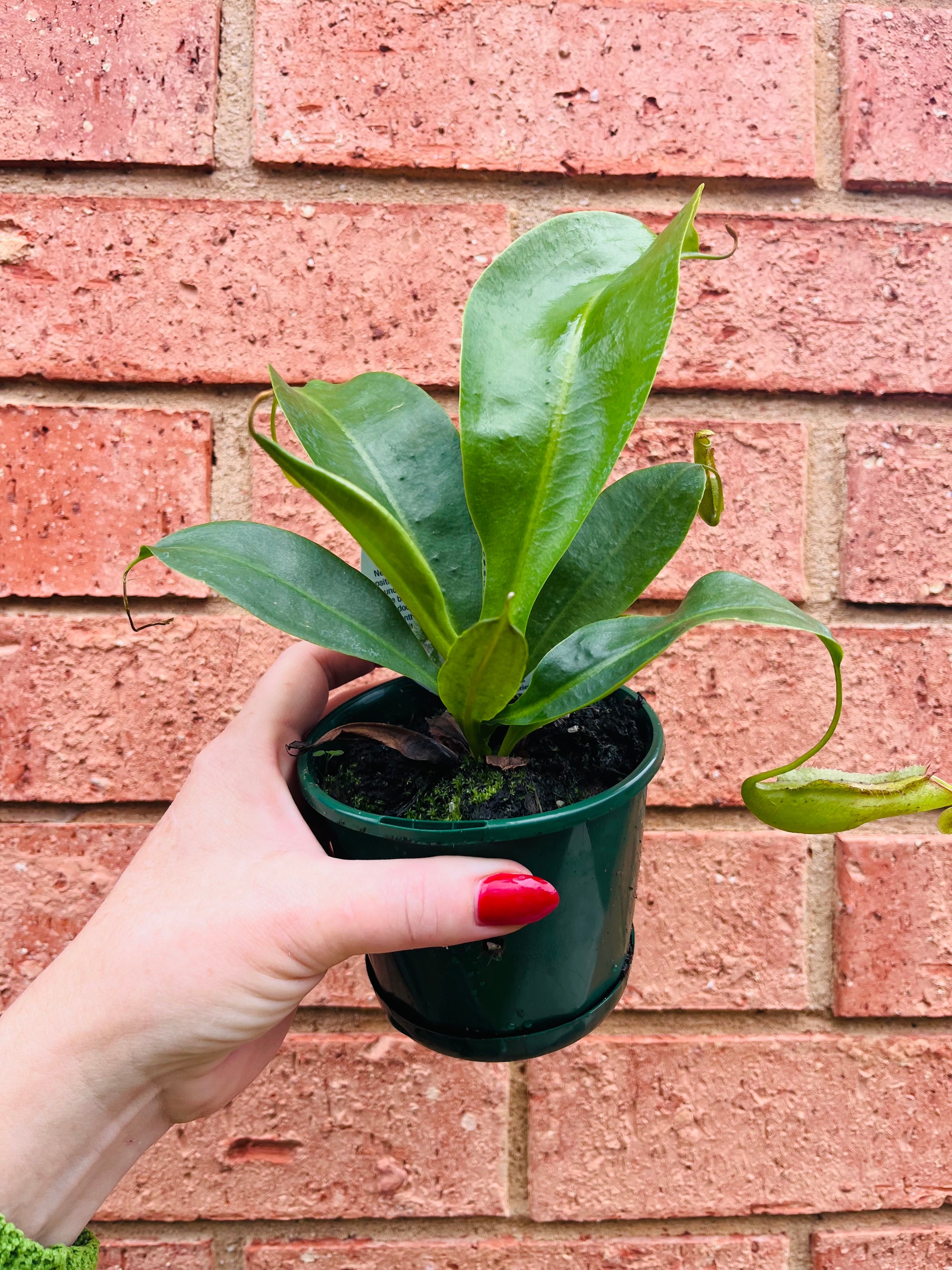 Nepenthes 'Miranda' - Pitcher Plant *Some minor foliage damage