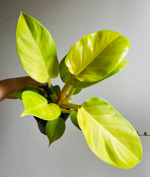 Philodendron 'Melinonii’ Gold