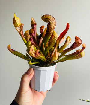 Sarracenia hybrid - Trumpet Pitcher Plant ‘Ruby Lips’