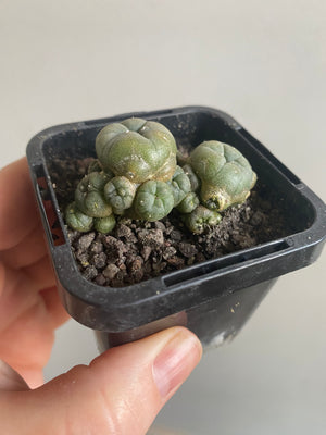 Lophophora caespitose - The Peyotle