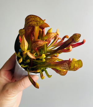 Sarracenia hybrid - Trumpet Pitcher Plant ‘Ruby Lips’