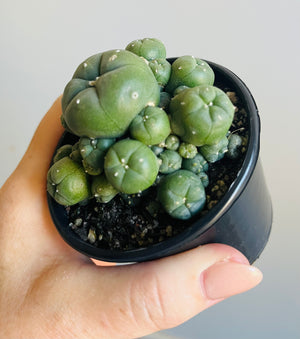 Lophophora williamsii v. caespitose