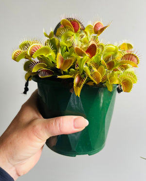 Venus Fly Trap - Paradisia No 14/15