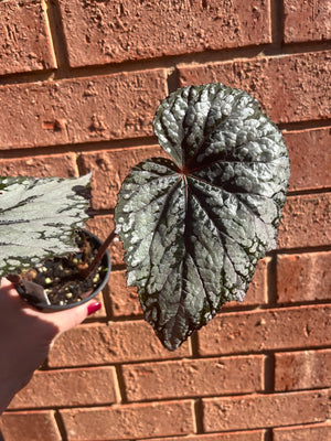 Begonia 'Impromptu' - sizemoreae hybrid