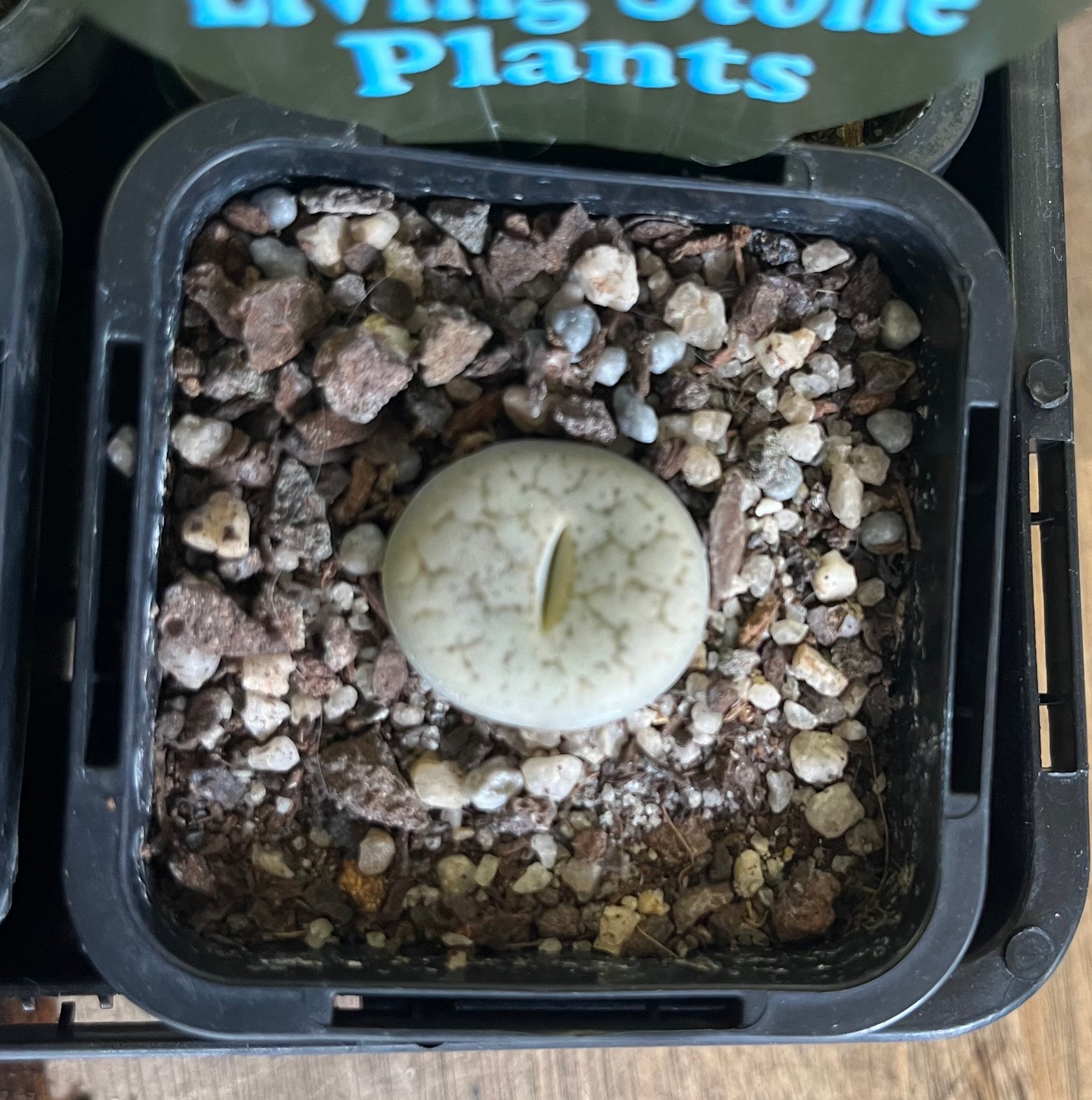 Lithops spp. - Living Stone Plant