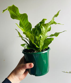 Philodendron - Hederaceum var. hederaceum micans