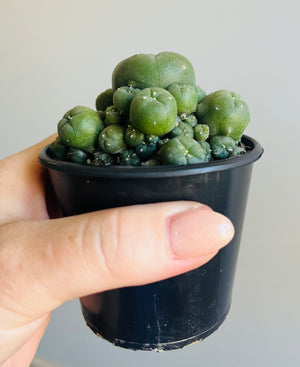 Lophophora williamsii v. caespitose