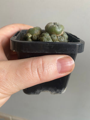 Lophophora caespitose - The Peyotle