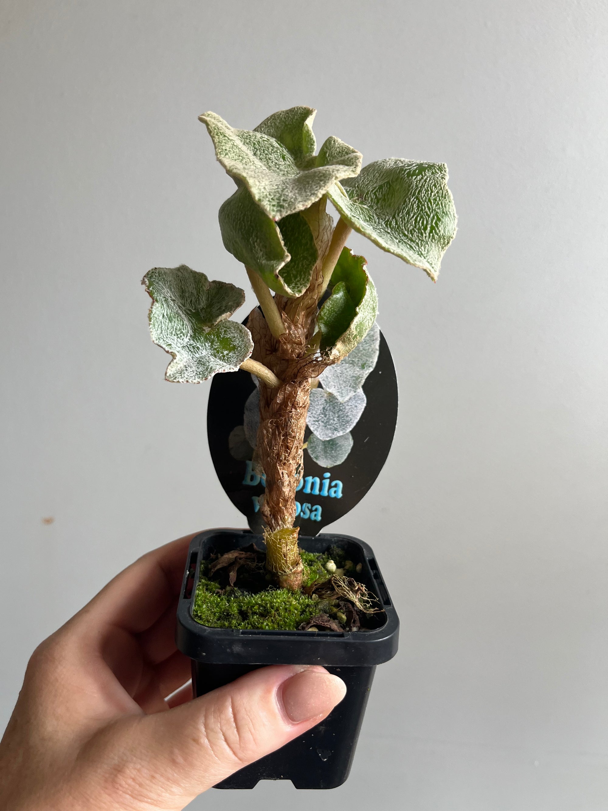 Begonia Venosa