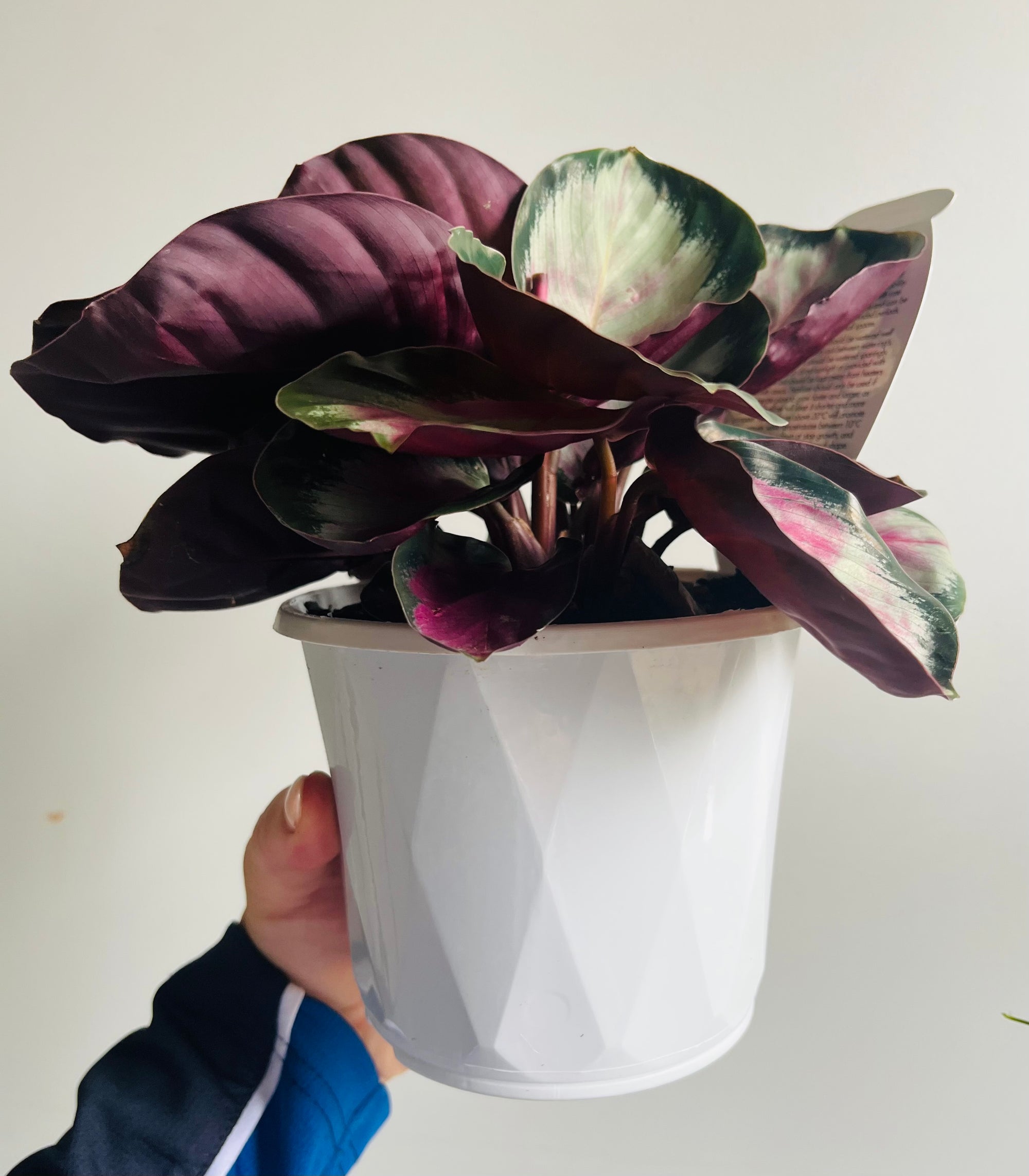 Calathea - White Cloud