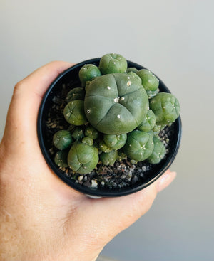 Lophophora williamsii v. caespitose