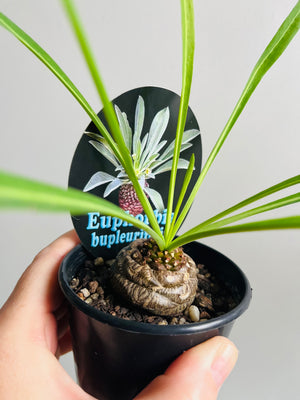 Euphorbia bupleurifolia