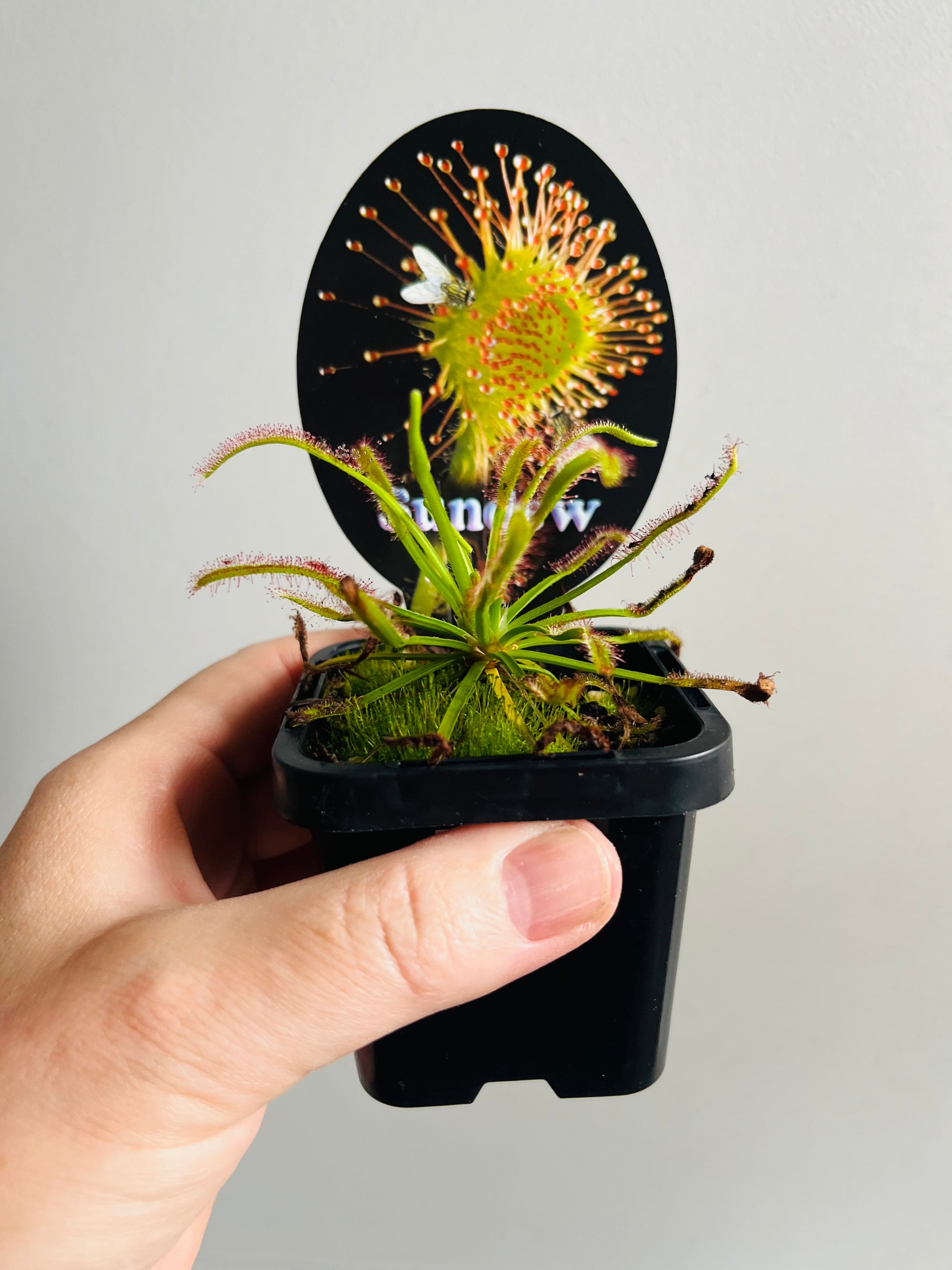 Drosera capensis