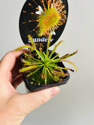 Drosera capensis