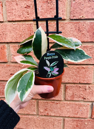 Hoya - Carnosa variegata ‘Purple Pride’ Collection No. 217