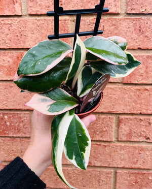 Hoya - Carnosa variegata ‘Purple Pride’ Collection No. 217