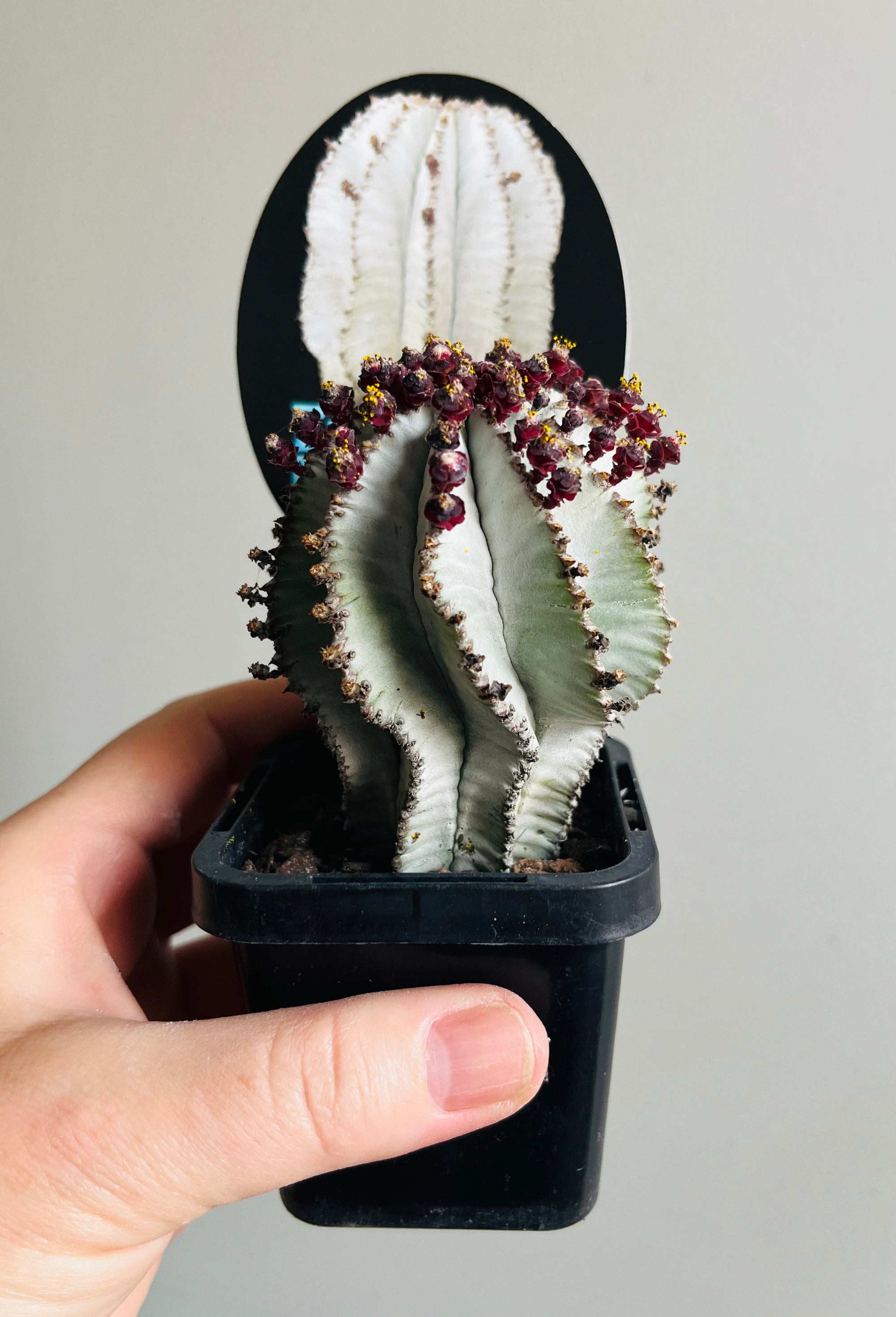 Euphorbia polygona 'Snowflake'