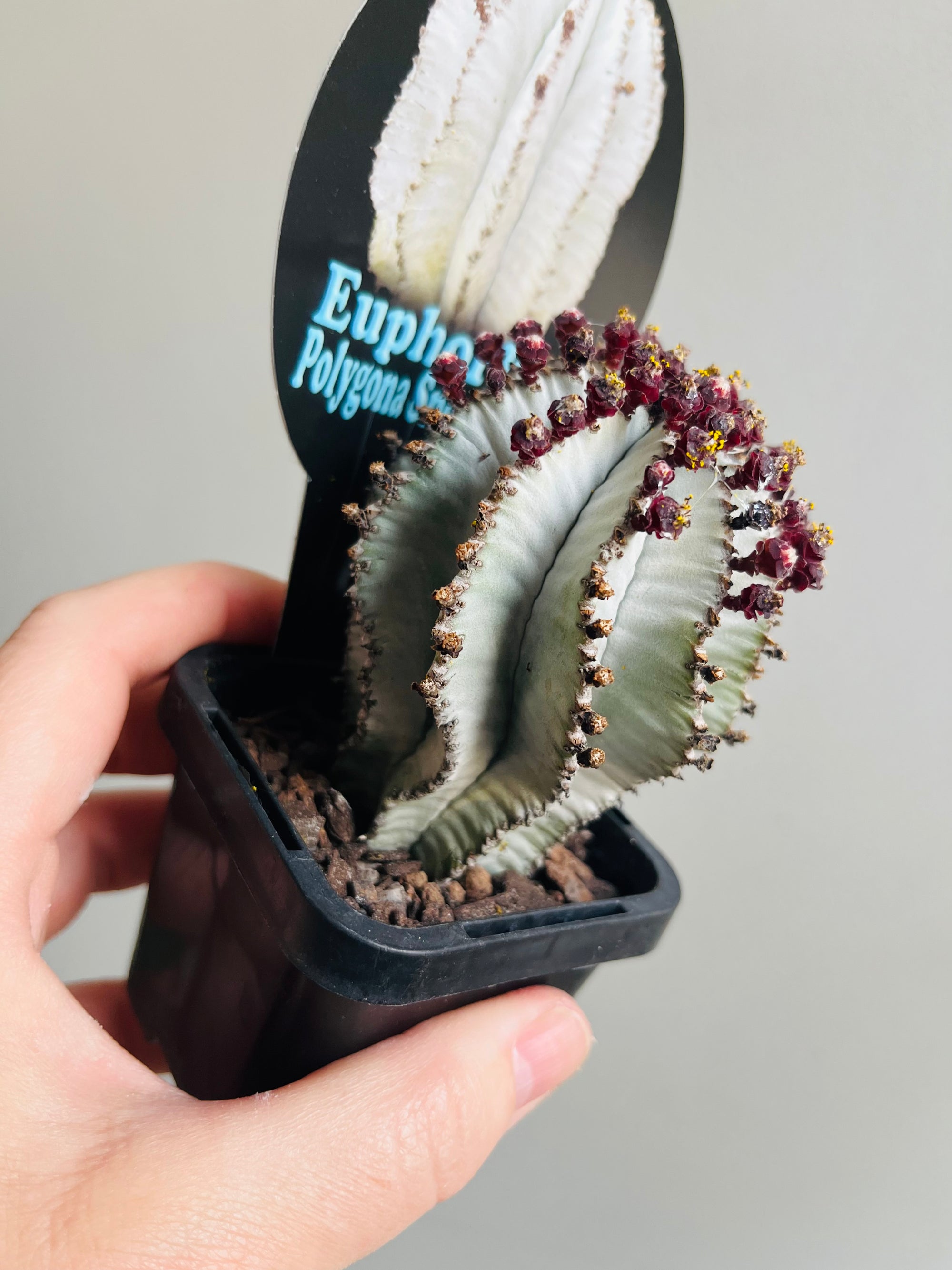 Euphorbia polygona 'Snowflake'