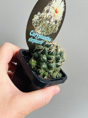 Coryphantha elephantidens