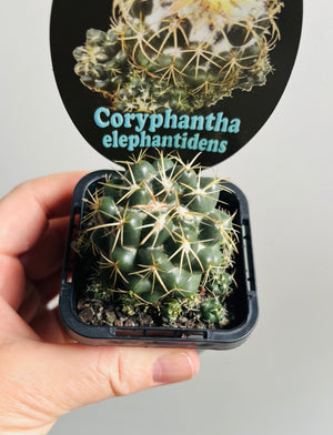 Coryphantha elephantidens