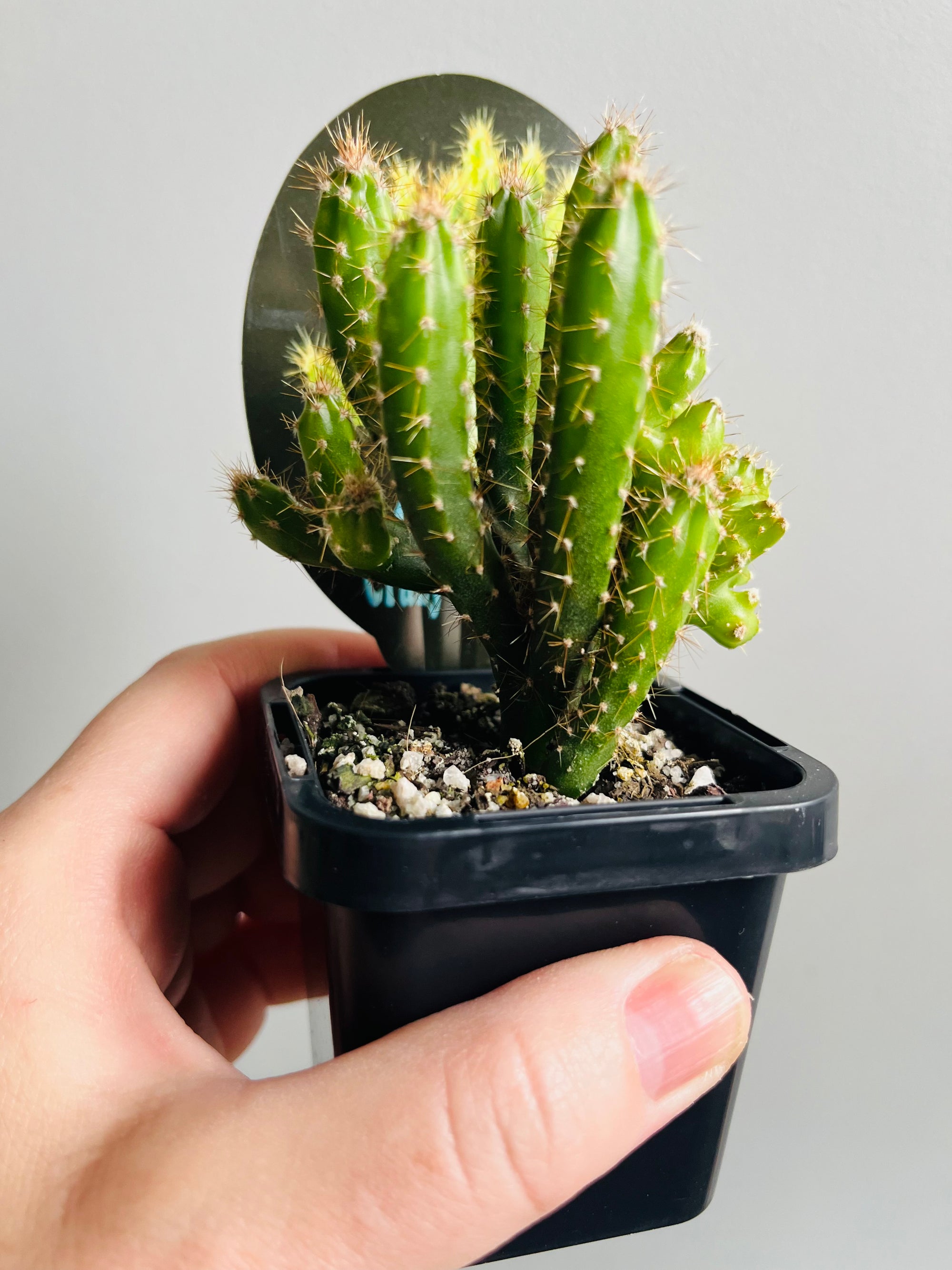 Cereus forbesii 'Crazy Fingers'