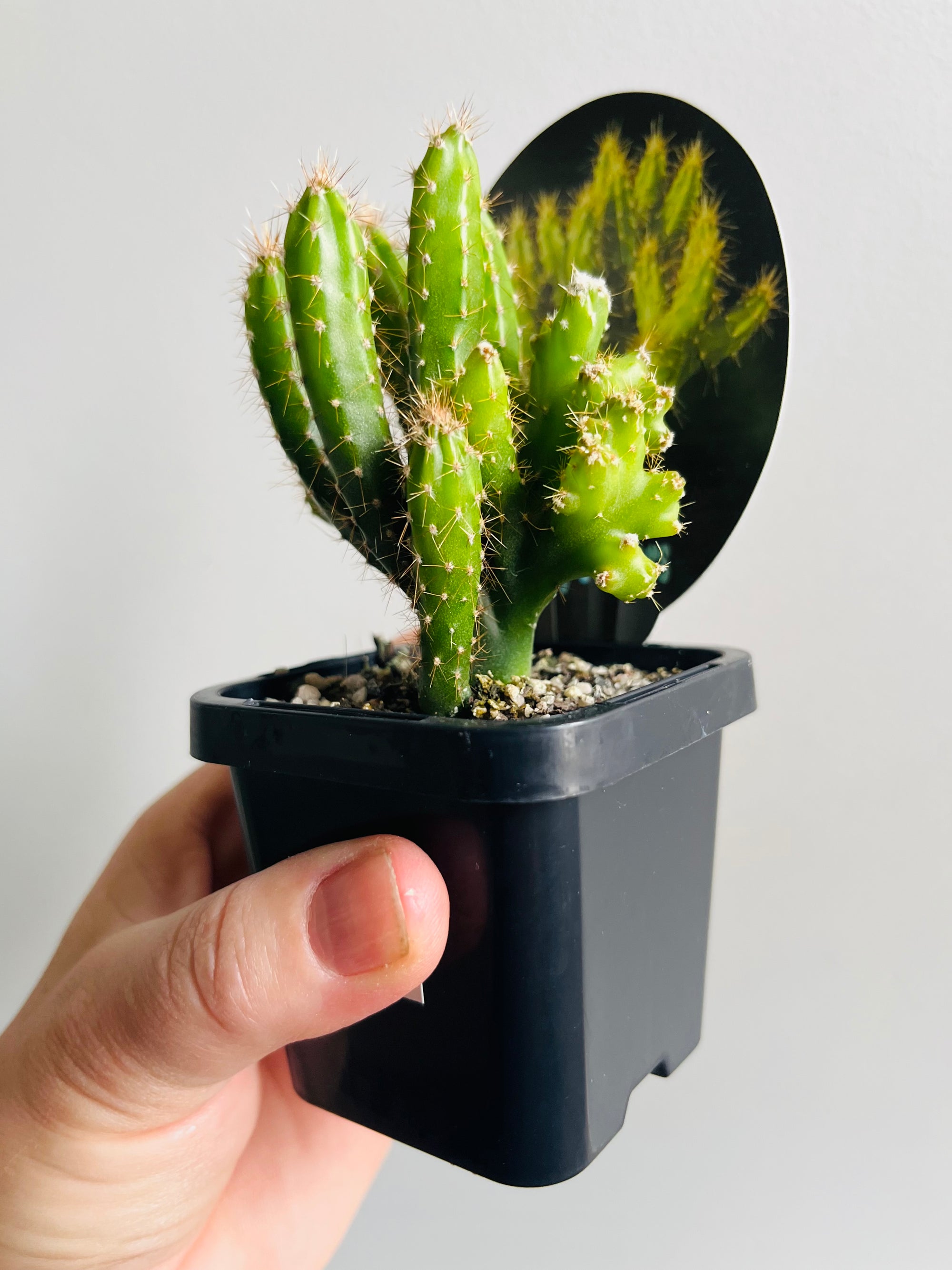 Cereus forbesii 'Crazy Fingers'