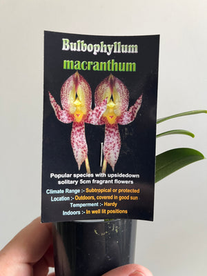 Bulbophyllum macranthum