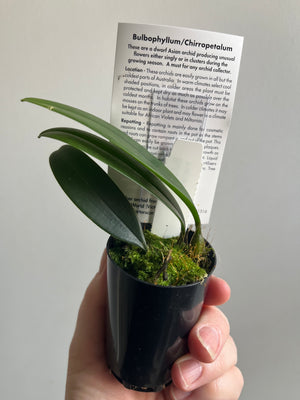 Bulbophyllum macranthum