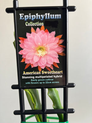 Epiphyllum 'American Sweetheart' - Collection