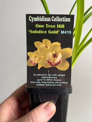 Cascading Collection - One Tree Hill 'Solstice Gold'