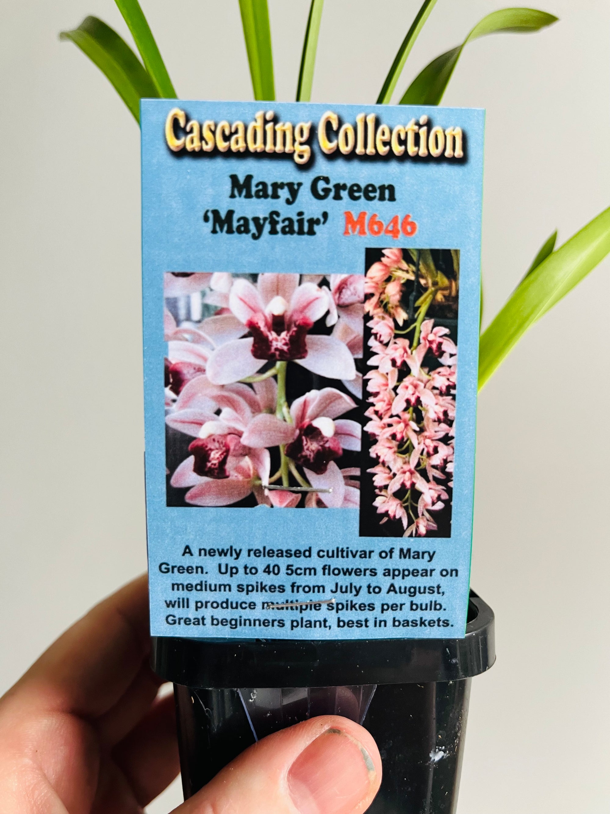 Cascading Collection - Mary Green 'Mayfair'